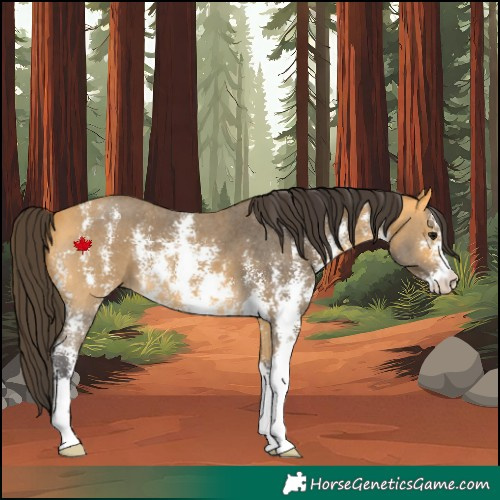 Horse Color:Buckskin Sabino 