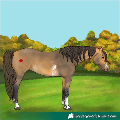 Horse Color:Buckskin Sabino