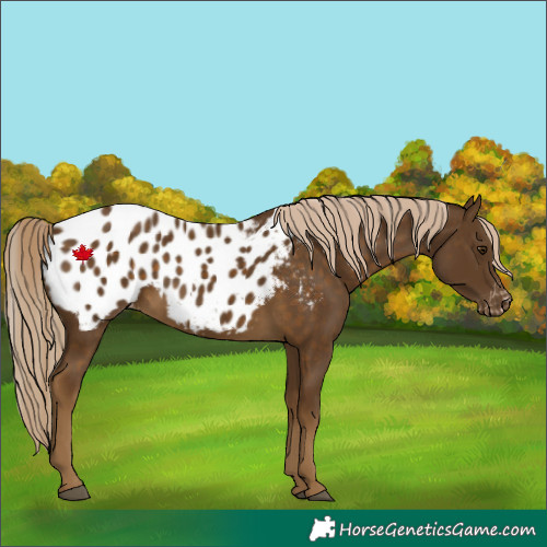 Horse Color:Chocolate Palomino Appaloosa