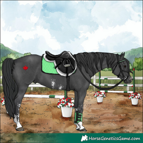 Horse Color:Black Sabino