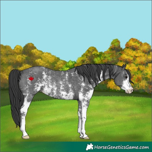 Horse Color:Black Sabino Rabicano 