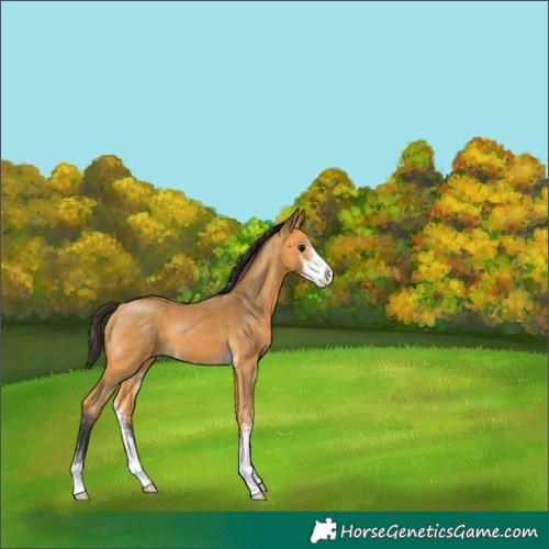 Horse Color:Buckskin Sabino