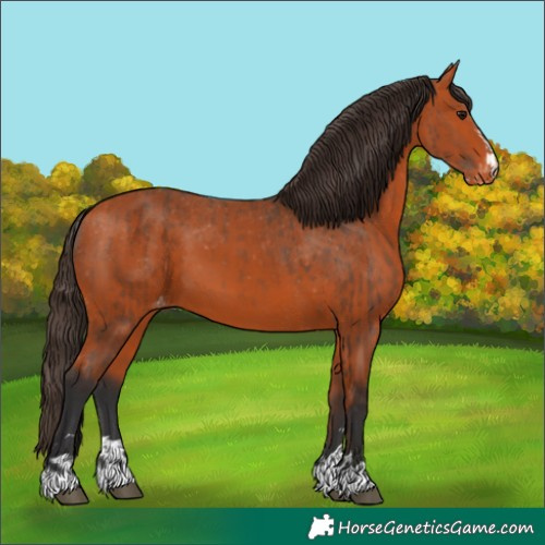 Horse Color:Bay Appaloosa and Bay Appaloosa