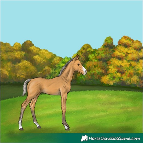 Horse Color:Silver Buckskin Sabino 