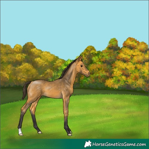 Horse Color:Buckskin 