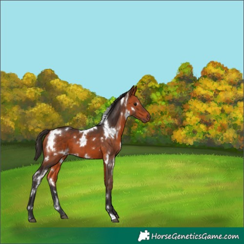 Horse Color:White Spotted Bay 