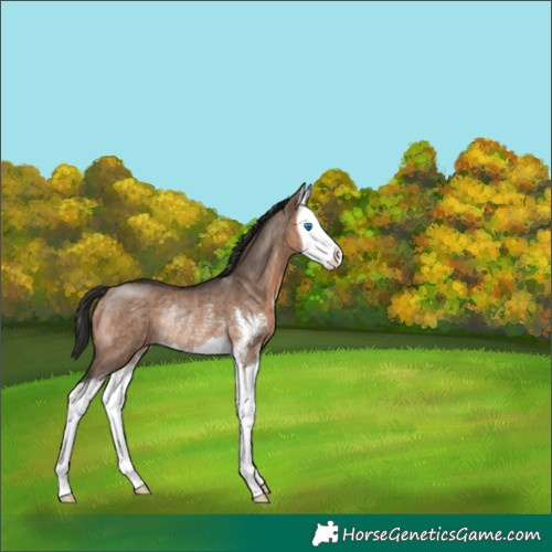 Horse Color:Bay Dun Sabino Splash Rabicano
