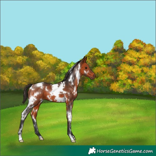 Horse Color:White Spotted Bay 