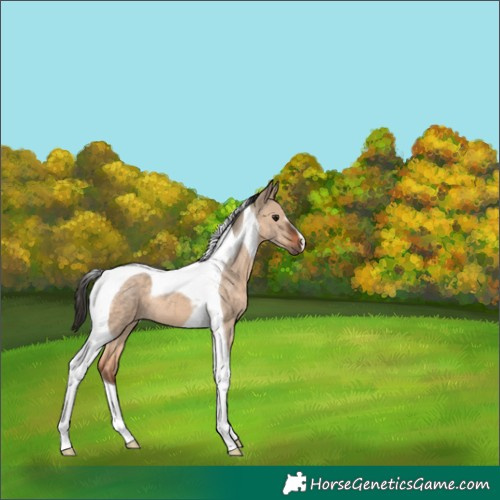 Horse Color:Brown Dun Tobiano 