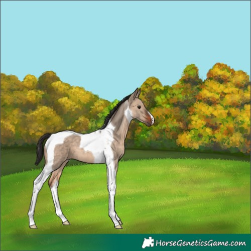 Horse Color:Brown Dun Tobiano 