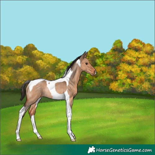 Horse Color:Bay Dun Tobiano Rabicano