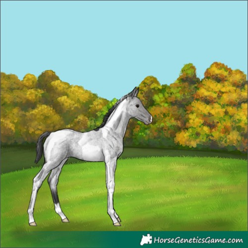 Horse Color:Blue Roan Tobiano Varnish 