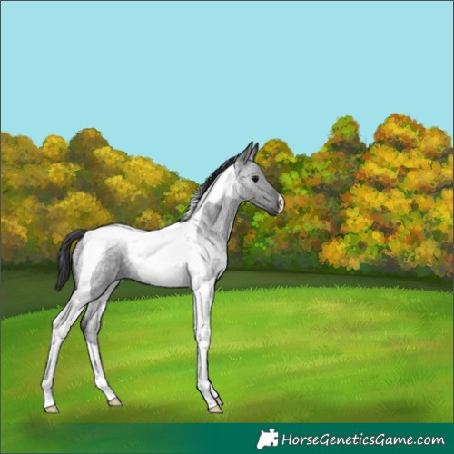 Horse Color:Blue Roan Tobiano Rabicano