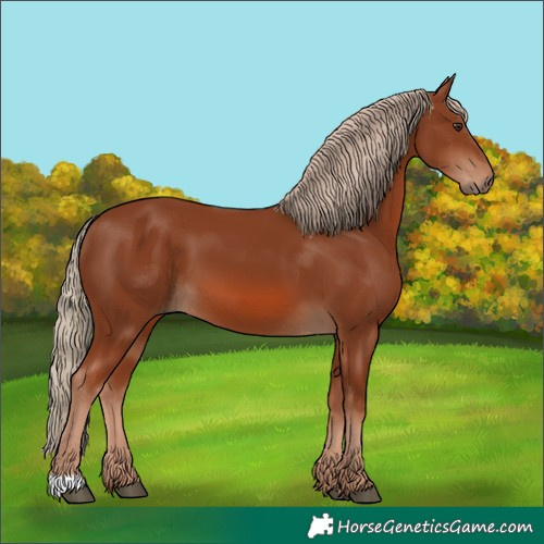 Horse Color:Chestnut 
