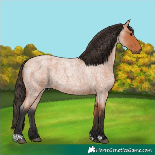 Horse Color:Bay Roan 