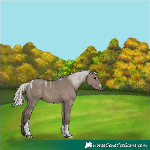 Horse Color:Powder White Silver Grullo Tobiano Rabicano 