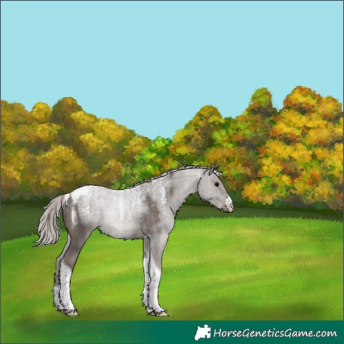 Horse Color:Powder White Silver Black Tobiano Rabicano 
