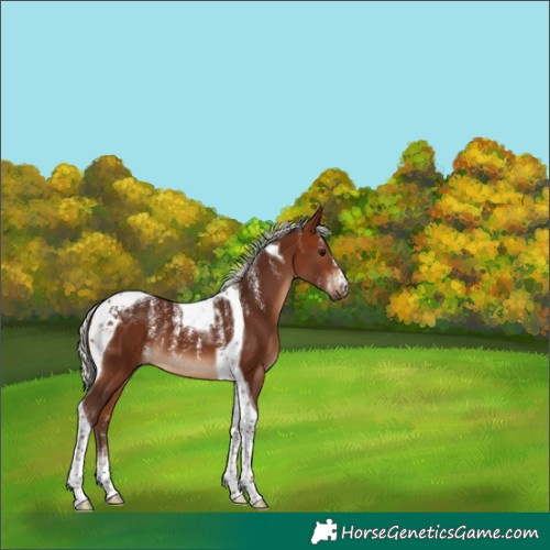 Horse Color:Powder White Silver Bay Tobiano 