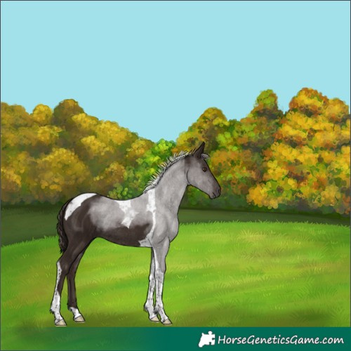 Horse Color:Liver Chestnut Tobiano Rabicano 