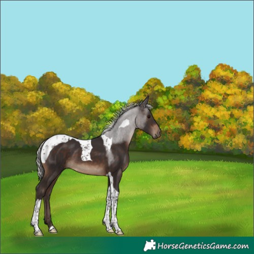 Horse Color:Silver Brown Tobiano 
