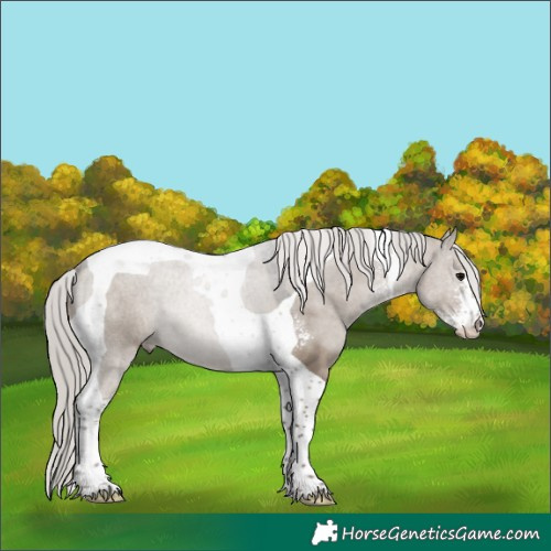 Horse Color:Silver Grullo Sabino Tobiano 