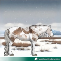 Horse Color:Silver Brown Ice Dun Tobiano Rabicano