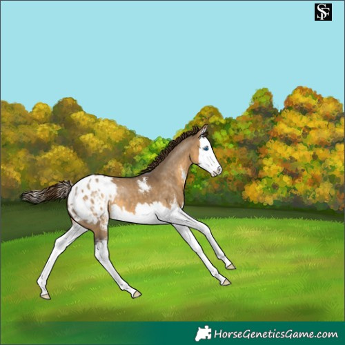 Horse Color:Buckskin Dun Sabino Splash Blanket 