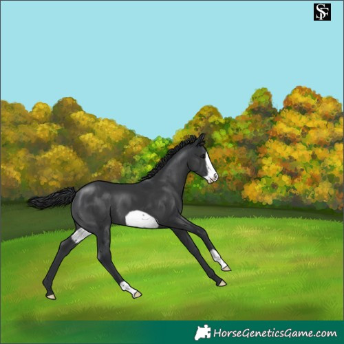 Horse Color:Black Frame 