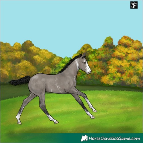 Horse Color:Gray Grullo Sabino 