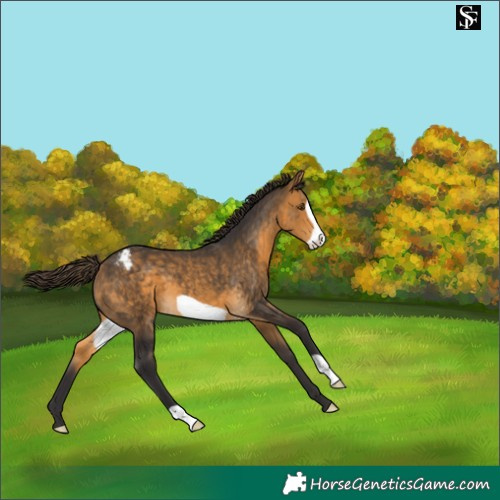 Horse Color:Buckskin Frame Varnish 