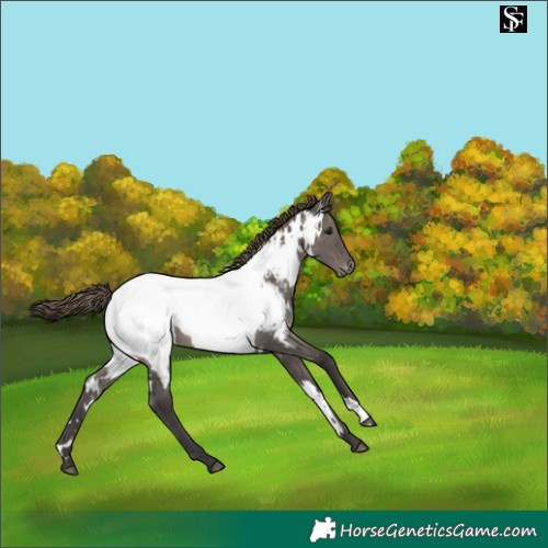 Horse Color:White Spotted Smoky Grullo Near Fewspot 
