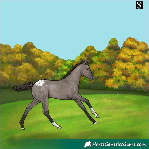 Horse Color:Smoky Grullo Blanket Rabicano 