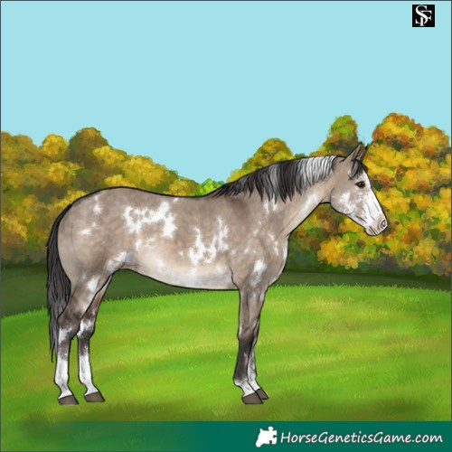 Horse Color:White Spotted Brown Dun Sabino Varnish 