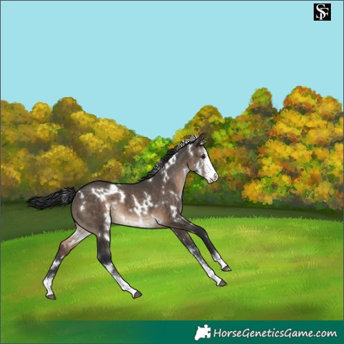Horse Color:White Spotted Brown Dun Sabino Appaloosa 