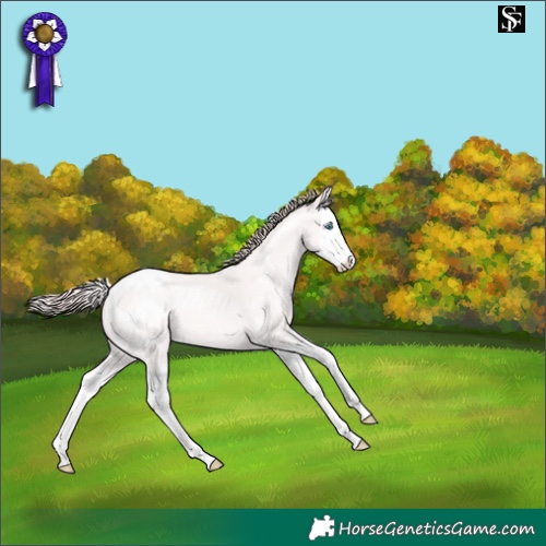Horse Color:Perlino Sabino Splash Appaloosa 