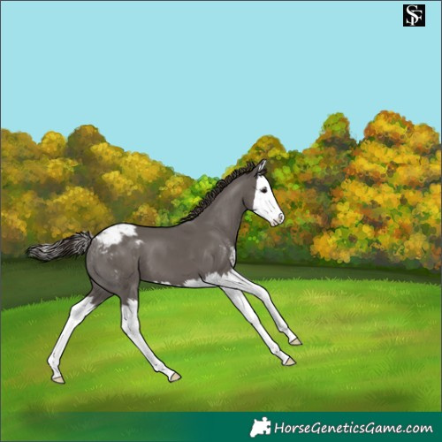 Horse Color:Smoky Grullo Sabino Splash Appaloosa 