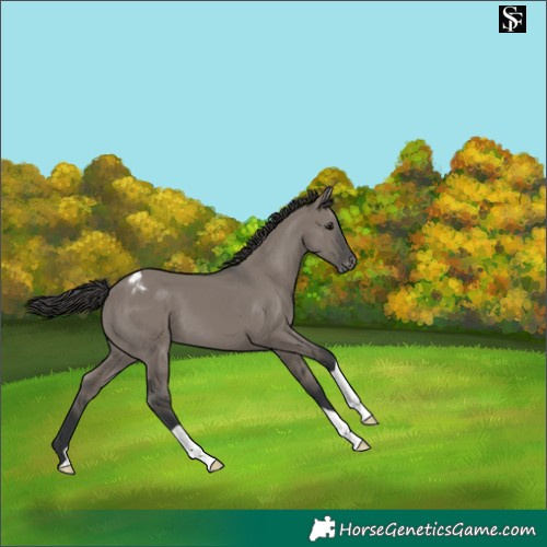 Horse Color:Grullo Appaloosa 