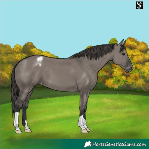 Horse Color:Grullo Varnish 