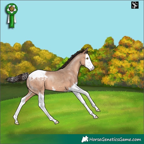 Horse Color:Sable Champagne Sabino Splash Snowcap 