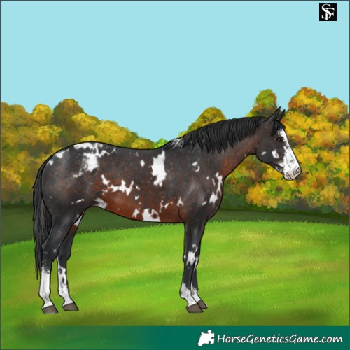 Horse Color:White Spotted Brown Sabino Varnish 