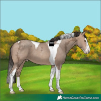 Horse Color:Amber Champagne Ice Splash Tobiano