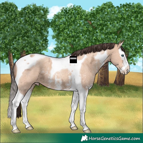 Horse Color:Amber Champagne Ice Sabino Splash Tobiano