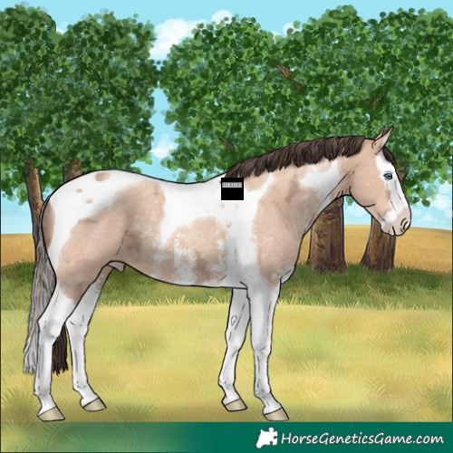 Horse Color:Amber Champagne Ice Sabino Splash Tobiano 
