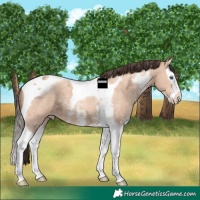 Horse Color:Amber Champagne Ice Sabino Splash Tobiano