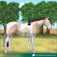 Horse Color:Amber Champagne Ice Sabino Splash Tobiano