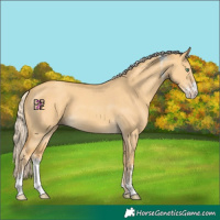 Horse Color:Gold Cream Champagne Dun Sabino 