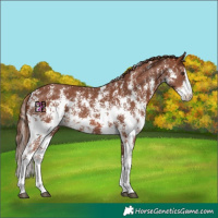 Horse Color:Chestnut Sabino Rabicano 