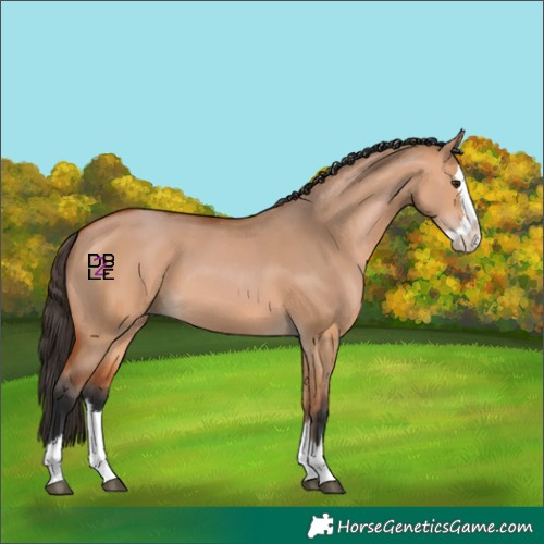 Horse Color:Bay Dun Splash 