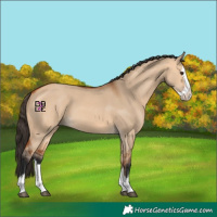 Horse Color:Bay Dun Splash 
