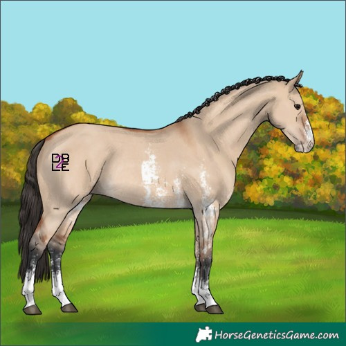 Horse Color:Bay Dun Sabino Rabicano